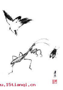 螳螂捕蝉，黄雀在后的故事图片